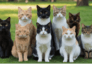 Preserving and Enhancing Cat Breeds