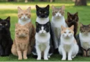 Preserving and Enhancing Cat Breeds