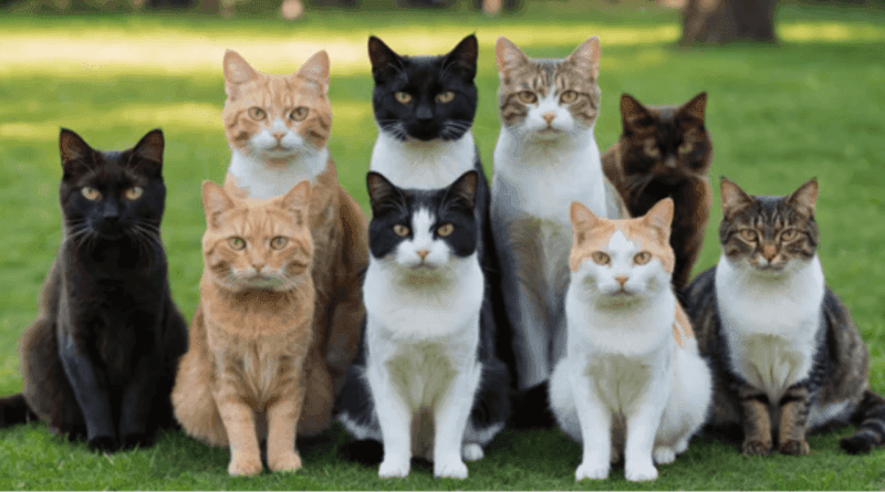 Preserving and Enhancing Cat Breeds