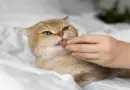 Common Food Allergies in Cats