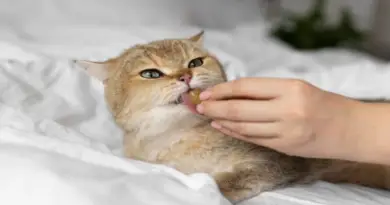 Common Food Allergies in Cats