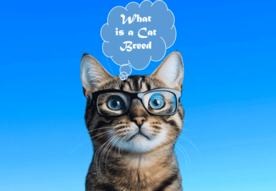 cat breed
