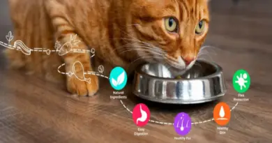 Essential Nutrients for Cats