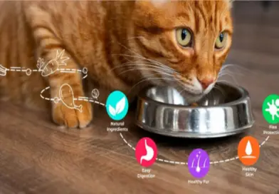 Essential Nutrients for Cats