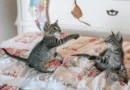 cat playing