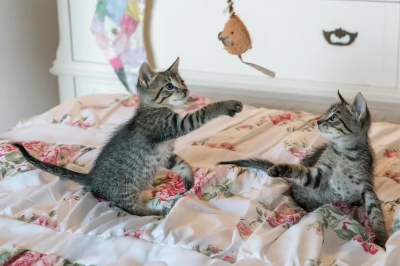cat playing