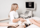 Nutritional Needs of Pregnant and Nursing Cats