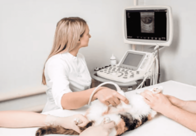 Nutritional Needs of Pregnant and Nursing Cats