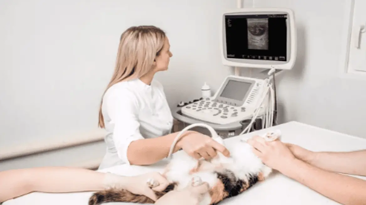 Nutritional Needs of Pregnant and Nursing Cats