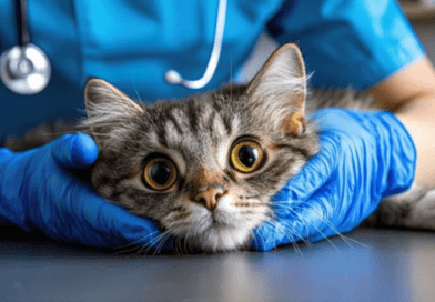 feline diseases