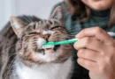 dental care