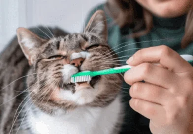 dental care