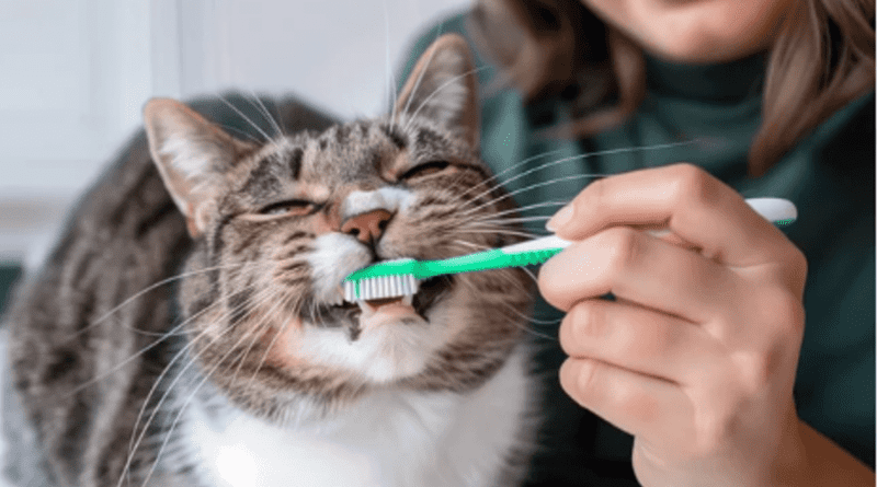 dental care