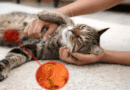 Parasite Control for Cats