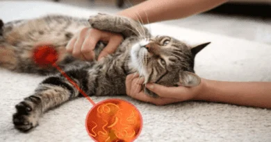 Parasite Control for Cats