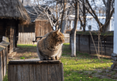 Territorial behavior