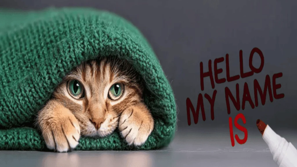 the names and origins of cats