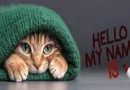 the names and origins of cats
