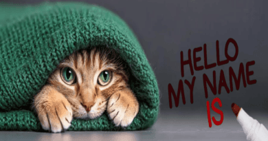 the names and origins of cats