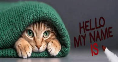 the names and origins of cats