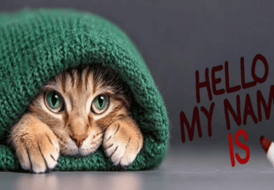 the names and origins of cats