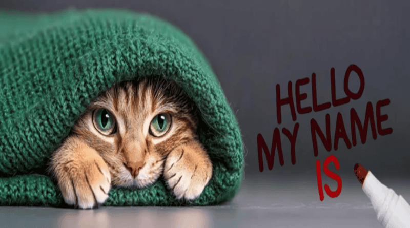 the names and origins of cats