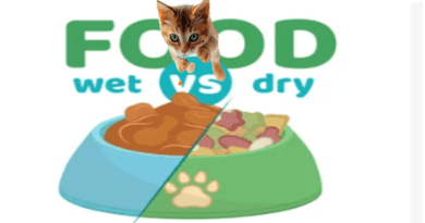 Wet vs. Dry Cat Food