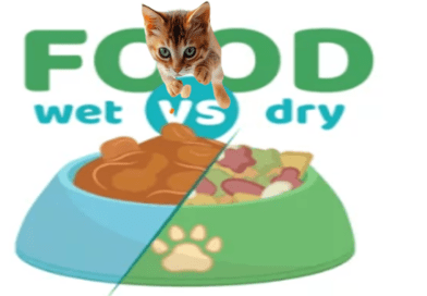 Wet vs. Dry Cat Food