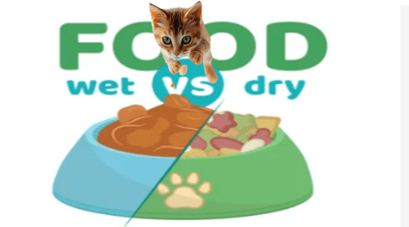 Wet vs. Dry Cat Food