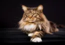 The maine coon cat