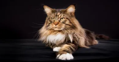 The maine coon cat