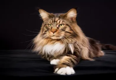 The maine coon cat