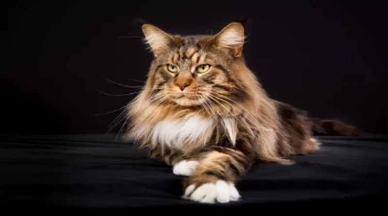 The maine coon cat