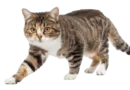 The American Wirehair cat