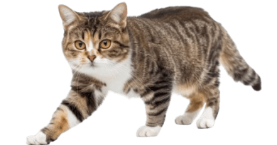 The American Wirehair cat