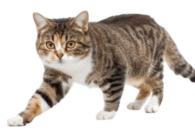 The American Wirehair cat