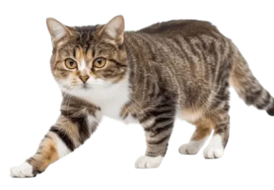 The American Wirehair cat