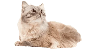 The Asian Semi-longhair