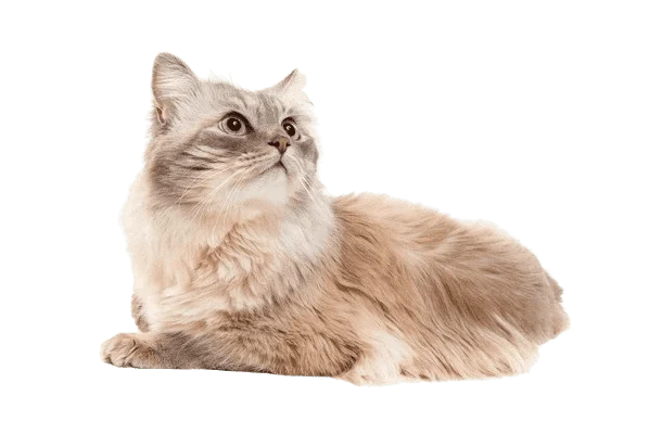 The Asian Semi-longhair