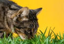 Why Do Cats Eat Grass