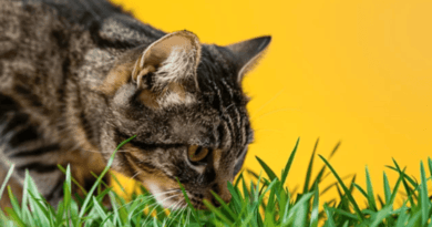 Why Do Cats Eat Grass
