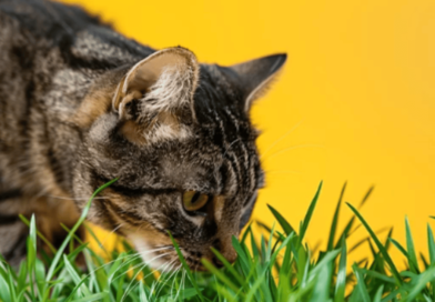 Why Do Cats Eat Grass