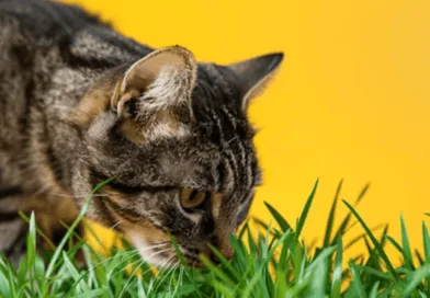 Why Do Cats Eat Grass