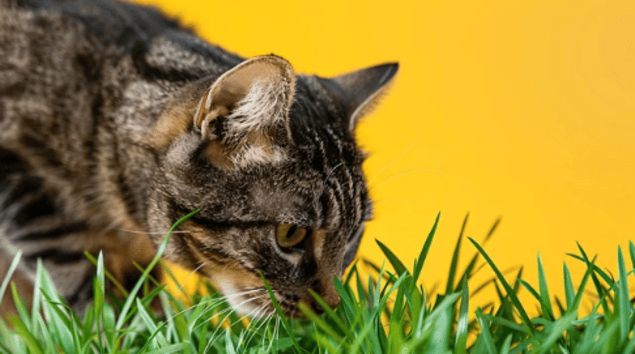 View of Why Do Cats Eat Grass?