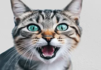 Why Do Cats Meow