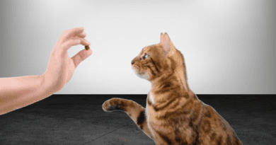 bengal cat training