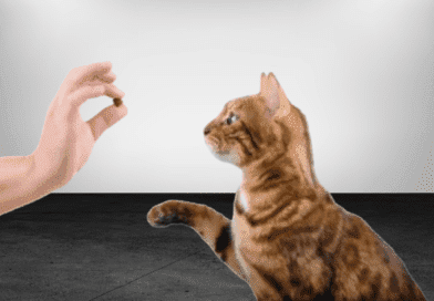 bengal cat training