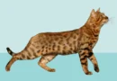 Crossbreeding Cat