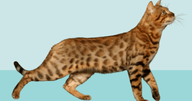 Crossbreeding Cat