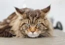 The body language of cats